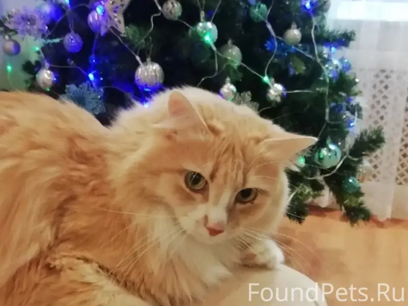 Пропал рыжий кот Персик, район автовокзала