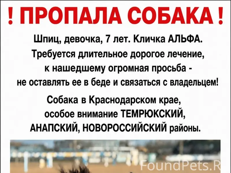 Пропала девочка чёрный шпиц Альфа, Краснодарский край