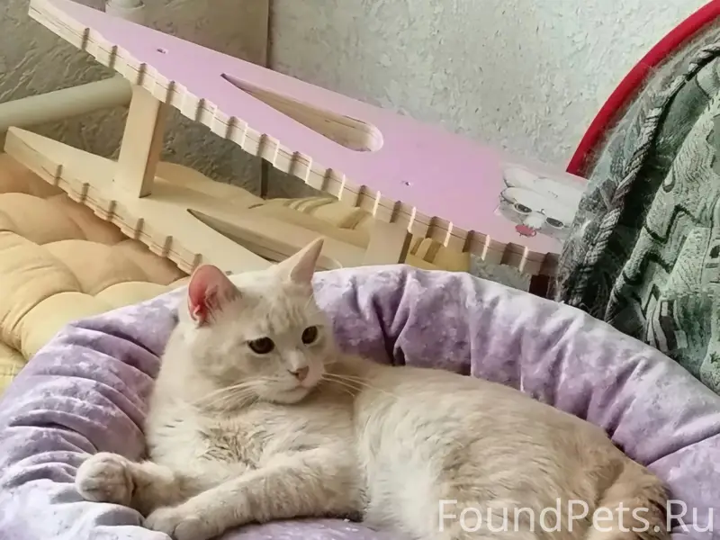 Пропал кот Персик, район ул. Короленко и ул. Ульяновой