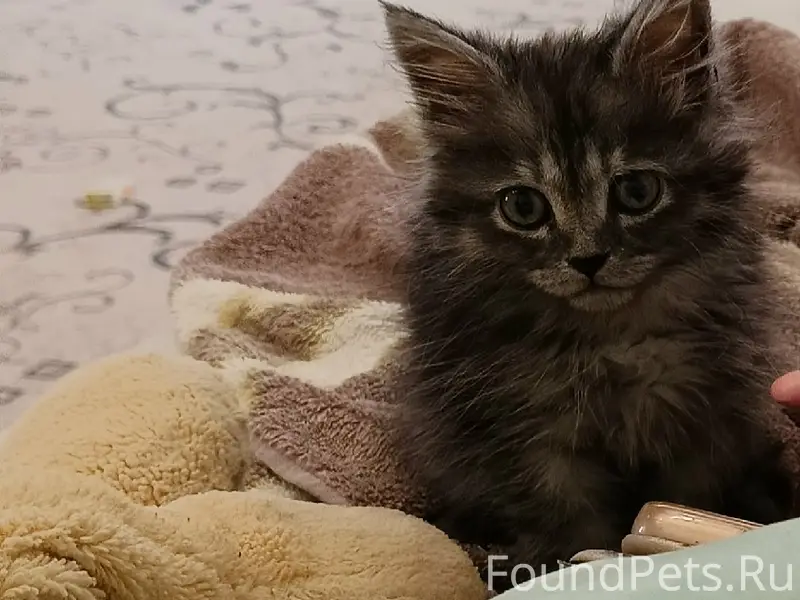 Пропал котёнок
