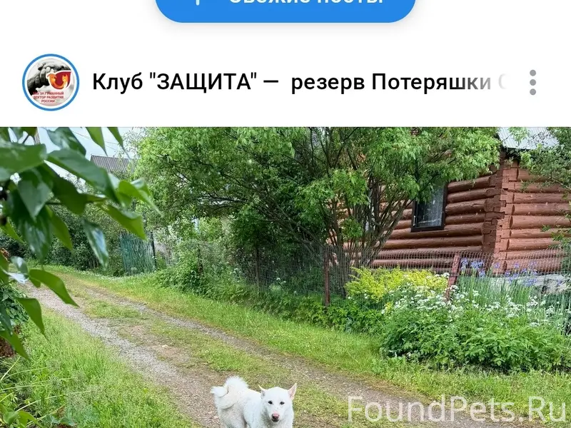 Найдена белая лайка, деревня Новая Шурма