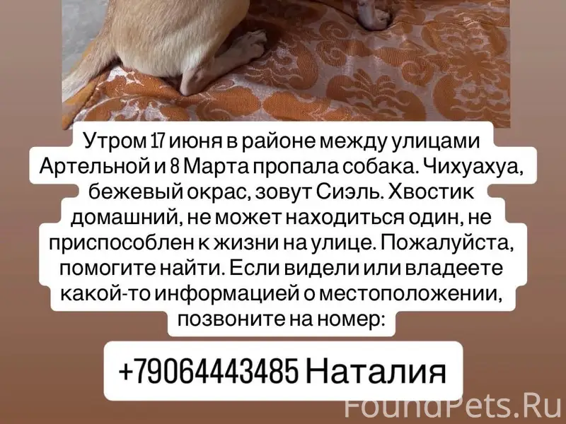 Пропала Чихуахуа Сиэль, район Артельной и 8 марта