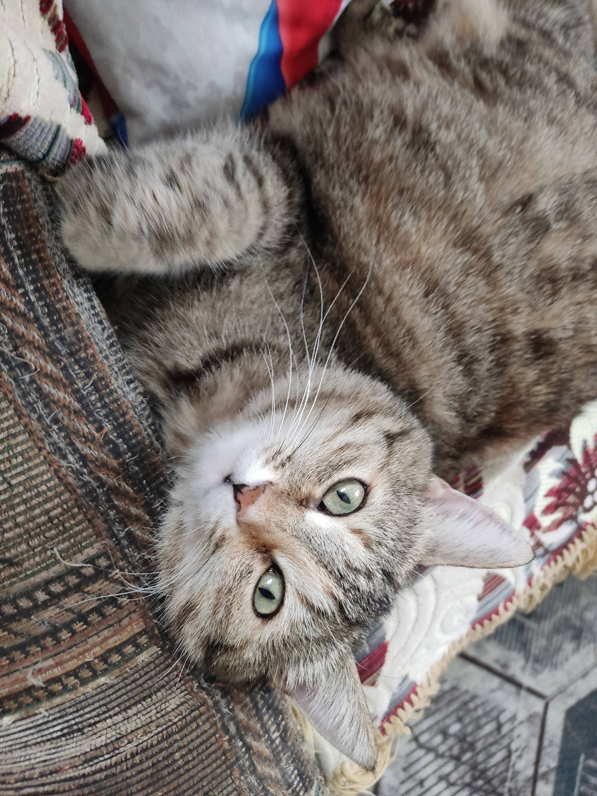 Пропала кошка Буся, район Салотопка