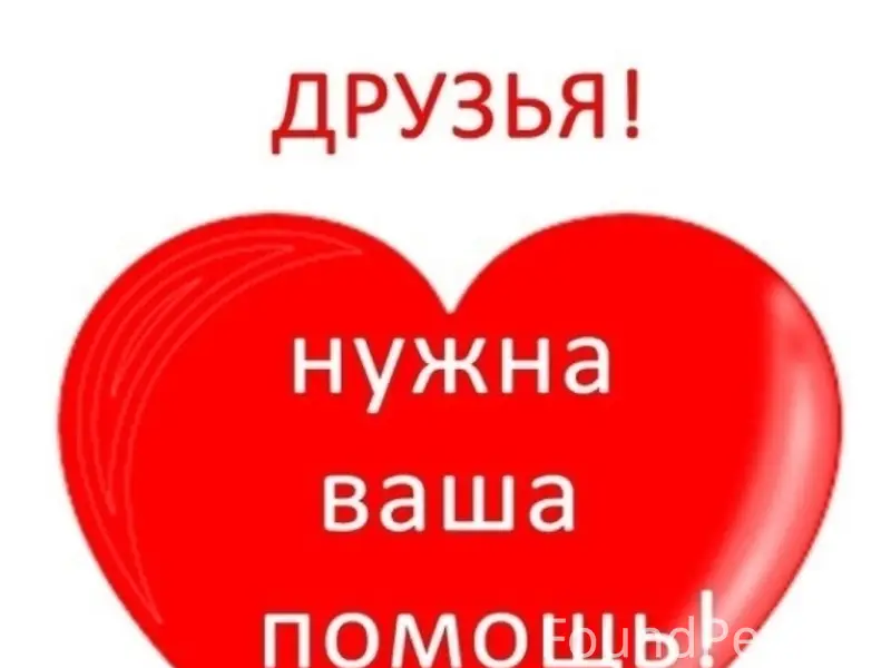 Пропал кот Персик, район ул. Комсомольская 3