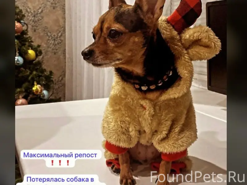 Пропала собака, район Большой Шильны