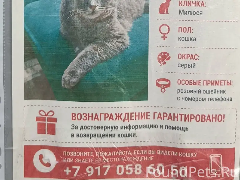 Пропала кошка, снт Малинки (север)