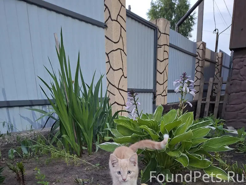 Найден рыжий котёнок, [место не указано]