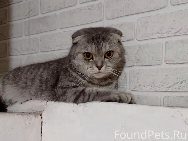 Пропал кот Феликс/Филя, Трофимовка, Слободской