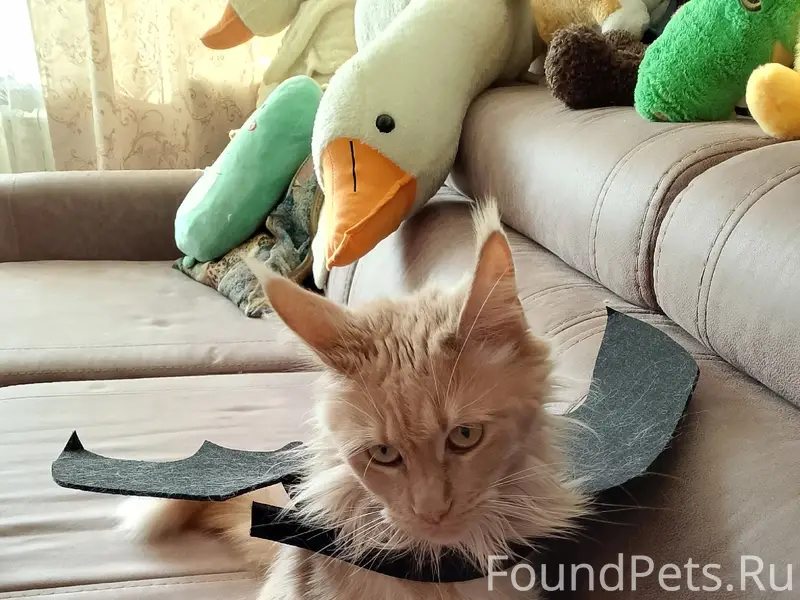 Пропала кошка, на 9 Мая