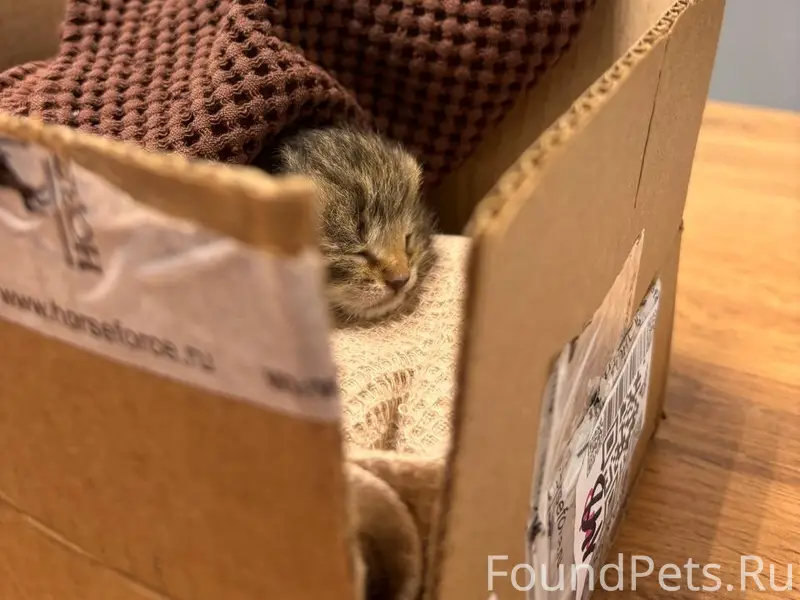 Найден новорождённый котёнок, Ярославль