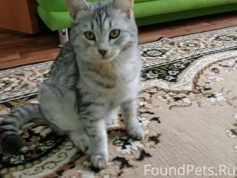 Пропала кошка, район школы искусств