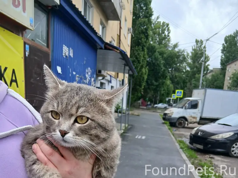 Пропал кот, Саратов, Ломоносова 18