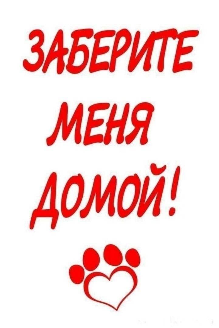 Найден котёнок Лаки