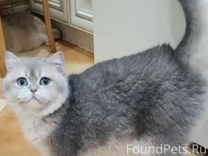 Пропала кошка Маня, район Дока