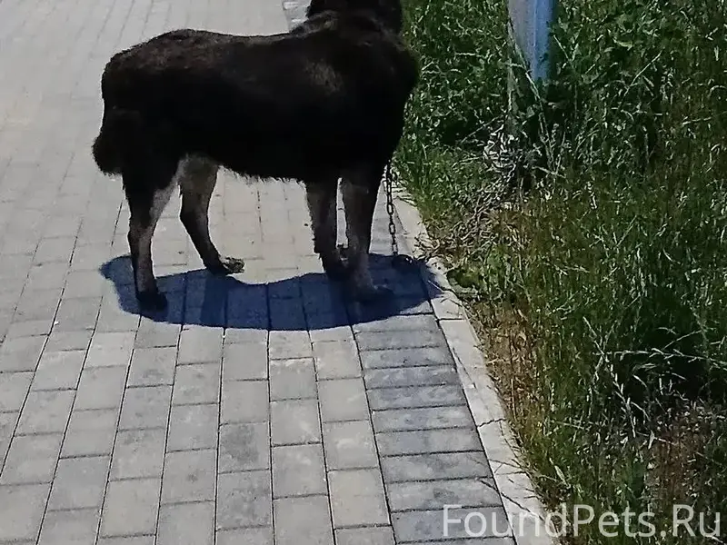 Пропала собака, была у ТЦ Элида и в п. Невское