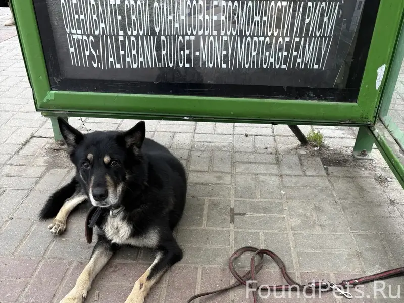 Пропала собака, Обнинск, остановка 'Юбилейная'