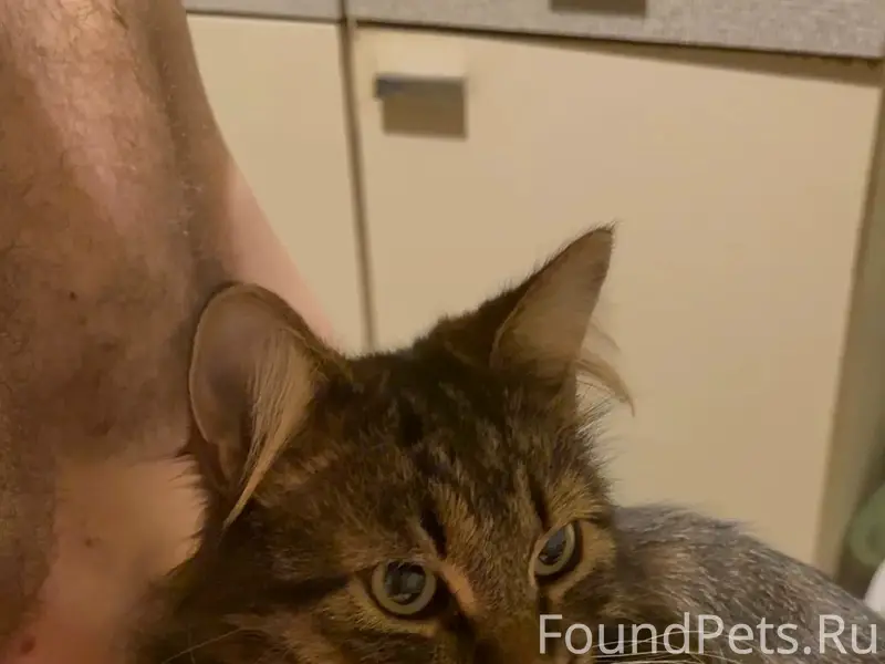 Пропал кот Тимофей, Тарасовка