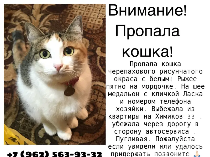Пропала кошка Ласка, Химиков 33