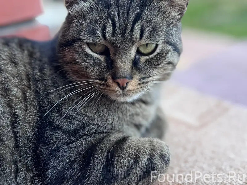 Найден домашний котик, ласковый и контактный