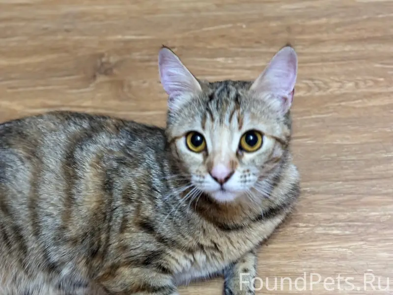 Пропала кошка, район Каспарова 1