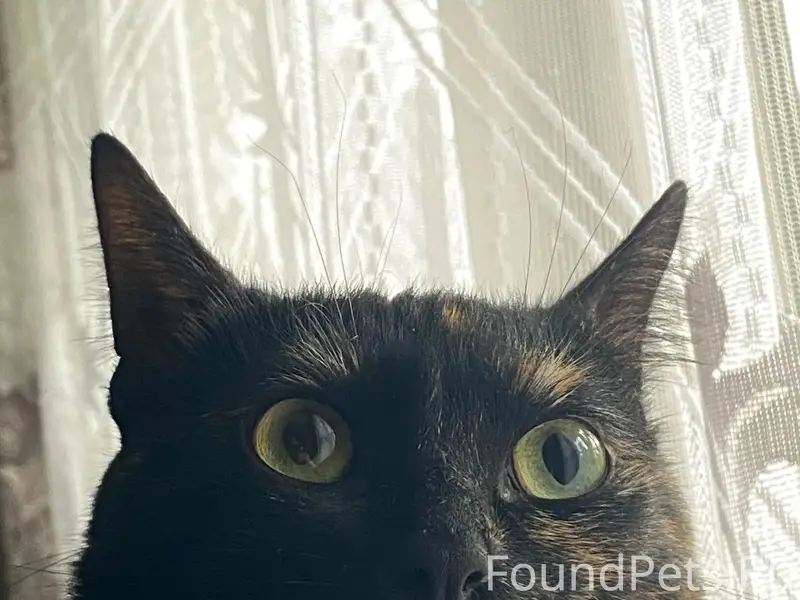 Пропала домашняя кошка, Петровка