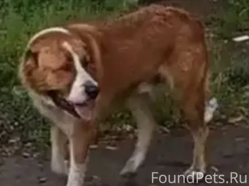 Пропала собака 