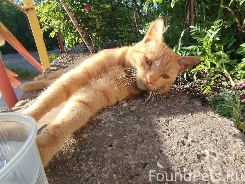 Найден кот рыжий, Прокопьевск