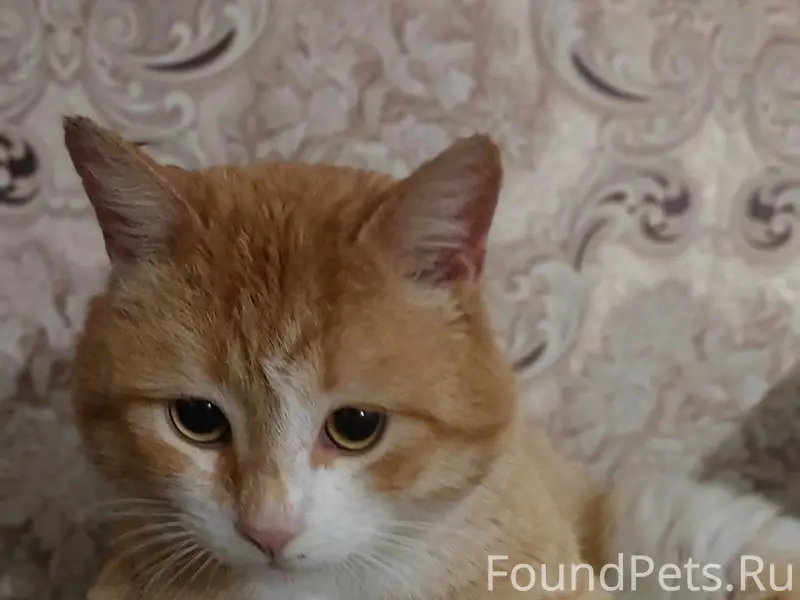 Пропал кот Рыжик, район Шалоги