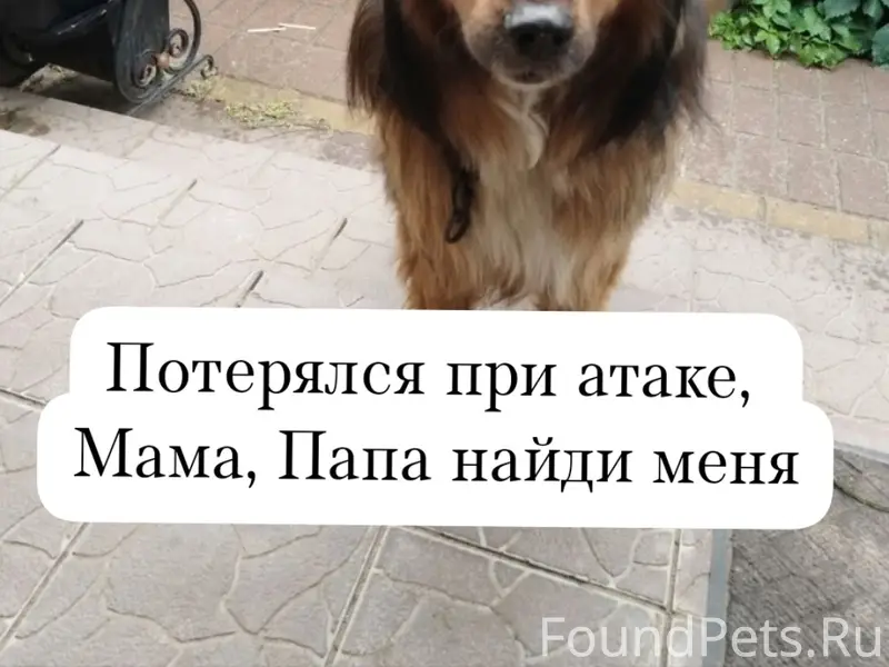 Пропал пёс, Кратово