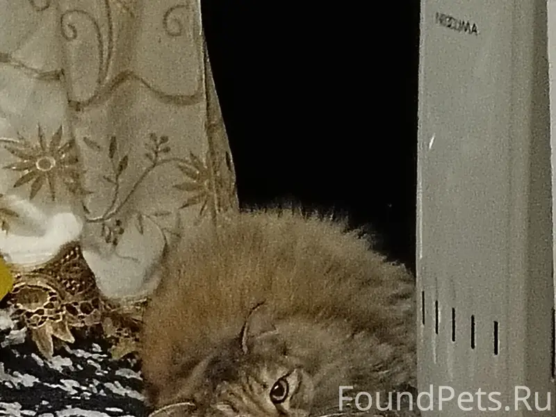 Пропала кошка!!