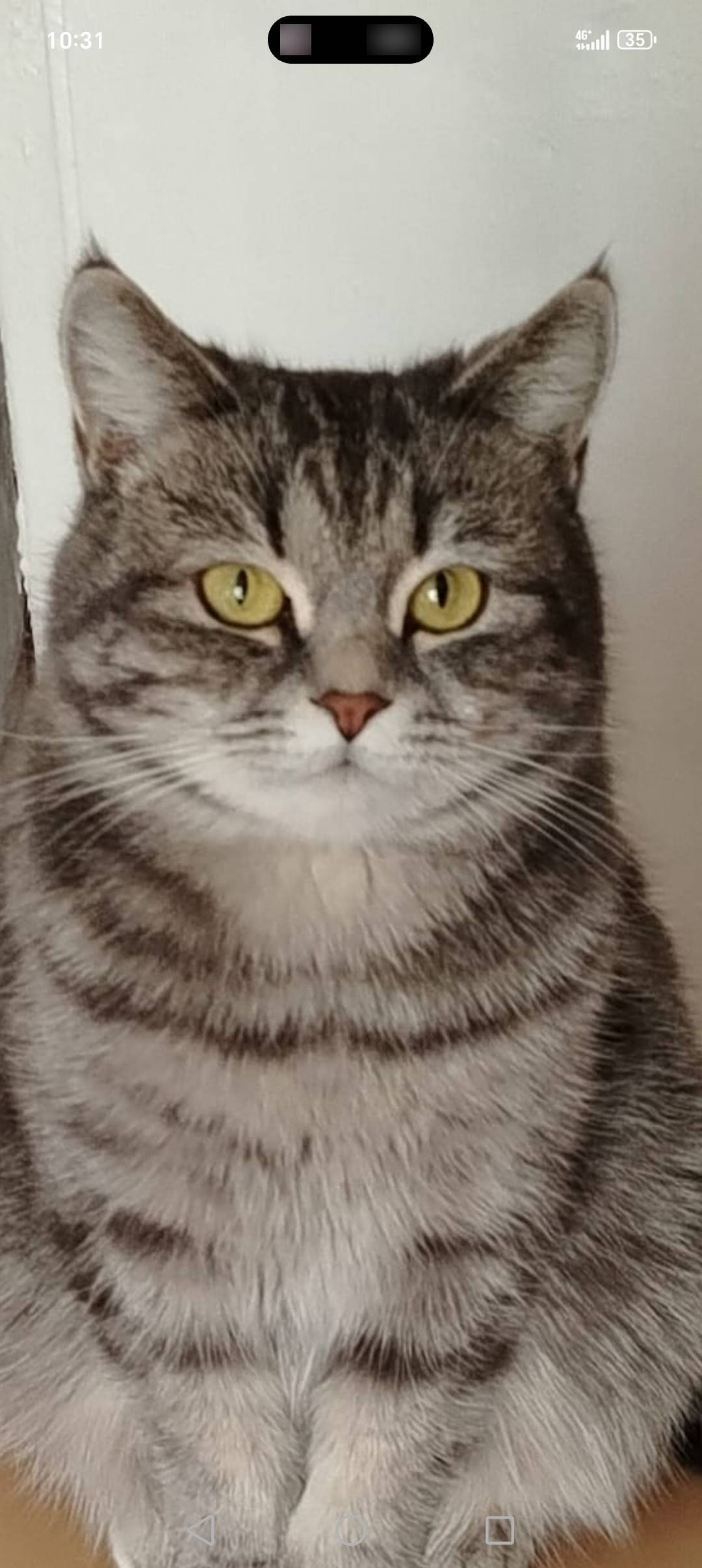 Пропала кошка. 