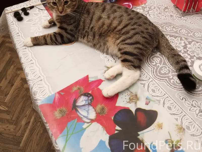 Пропал молодой котик, Садоводство Химик