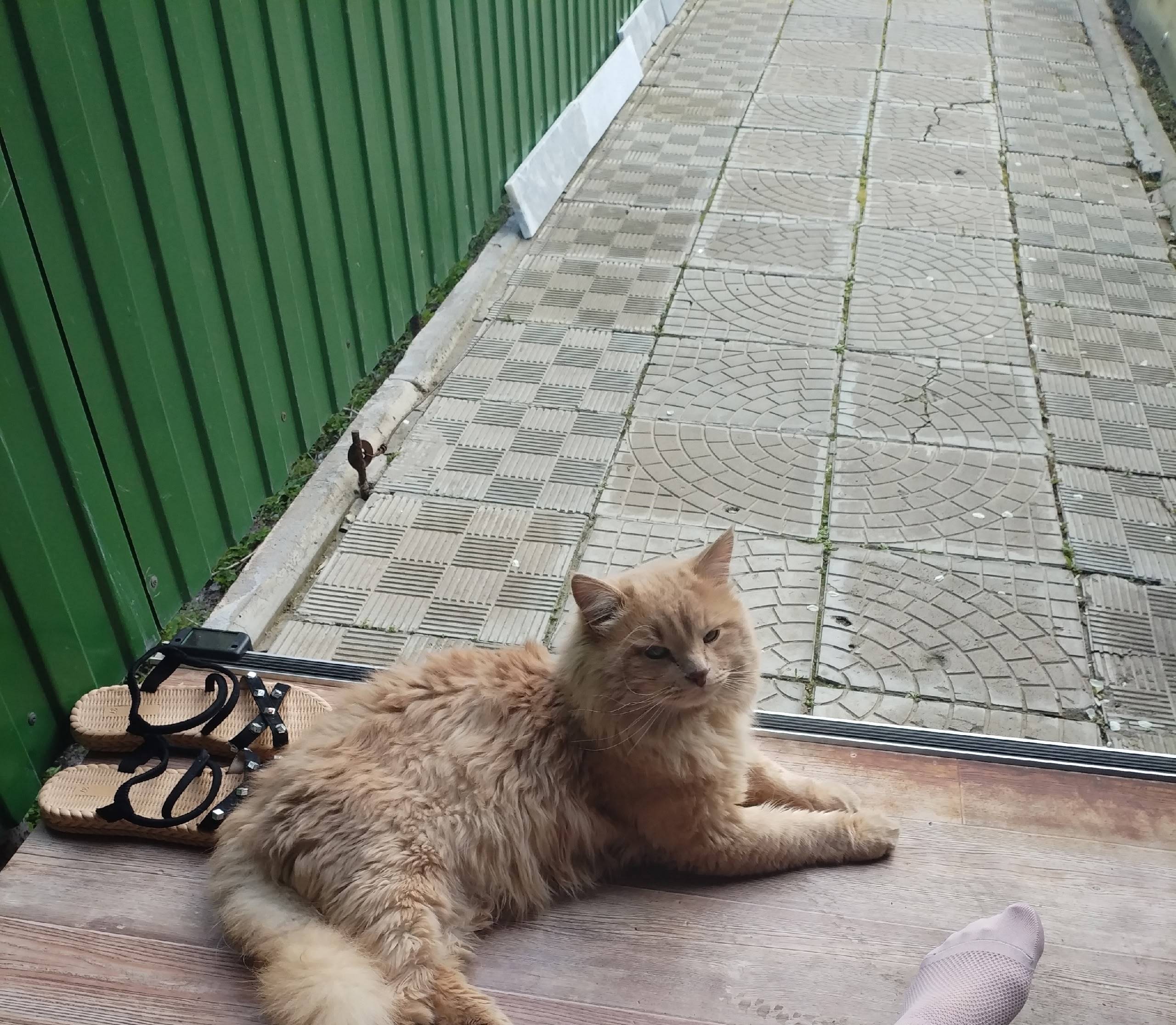 Пропал кот Персик, район Нестерова