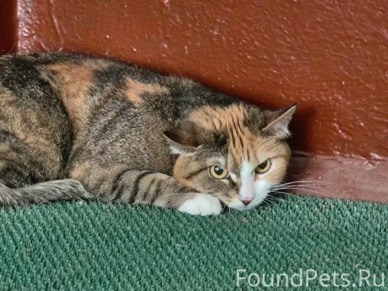 Найдена кошка, без породы