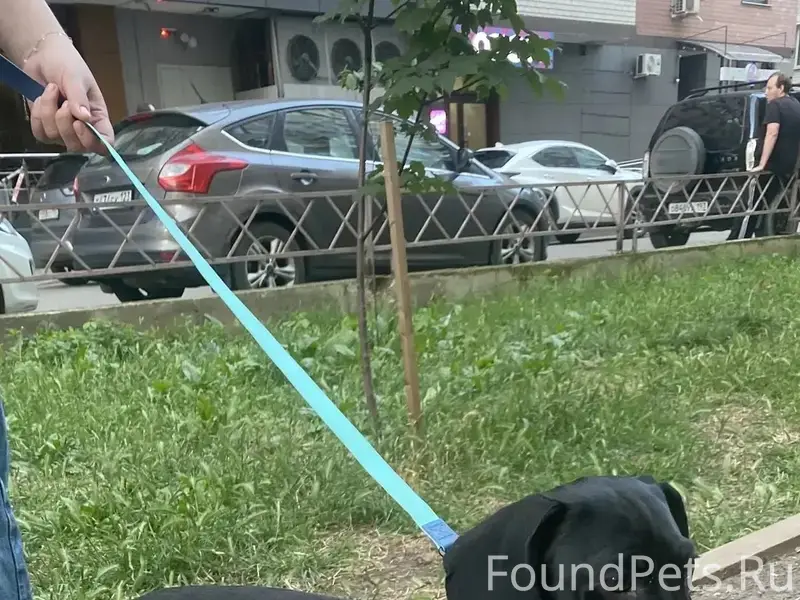 Найден мальчик такса, Краснодар
