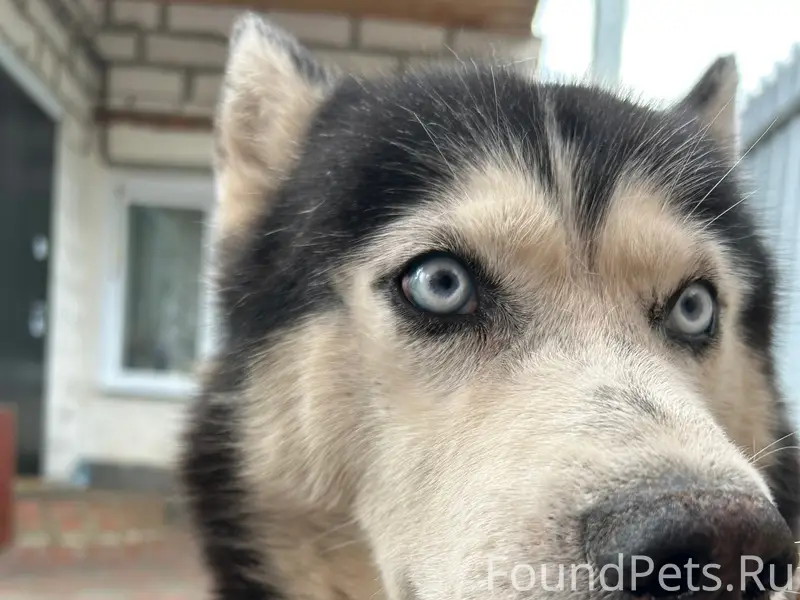 Пропала собака, Химмаш