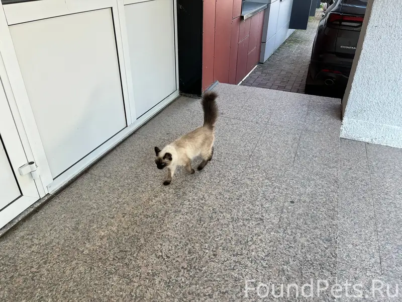 Найдена кошка, возле здания лоц стз