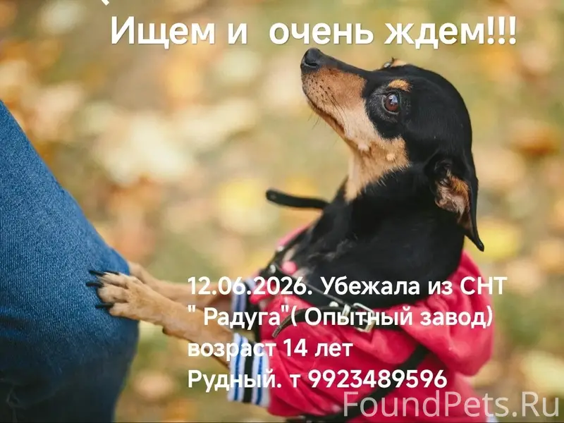 Пропала возрастная собака Фишка, СНТ Радуга