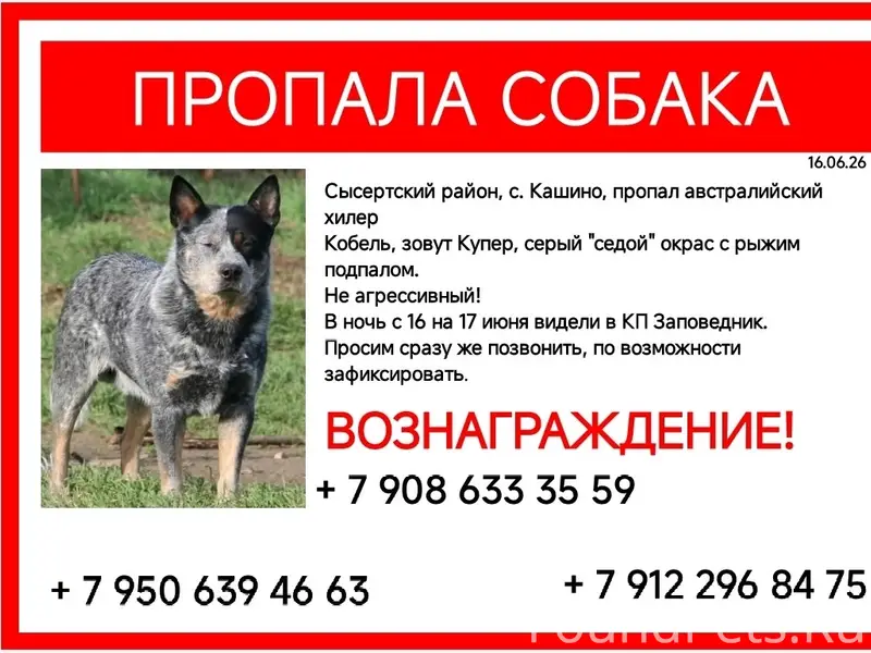 Пропал австралийский хилер Купер, Сысертский округ