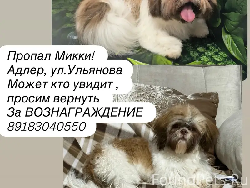 Пропал Адлер, собака, Адлер