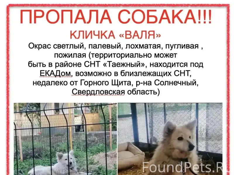 Пропала собака Валя, снт «Таежный», Горный Щит
