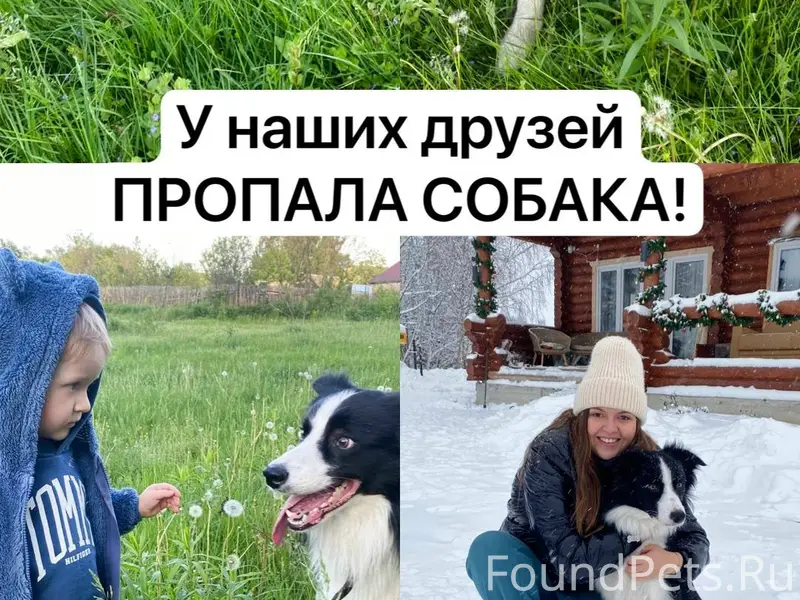 Пропал пёс Одди, Борская сторона