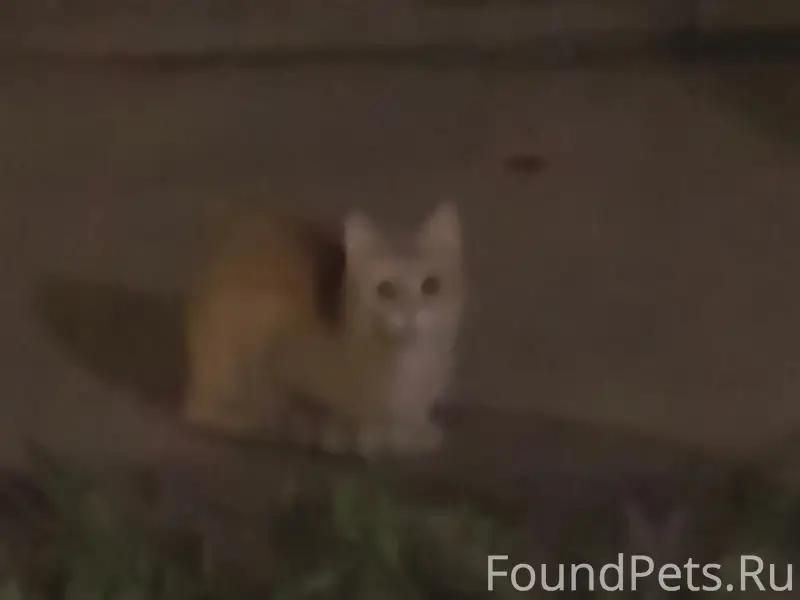 Найден рыжий кот, Дружба