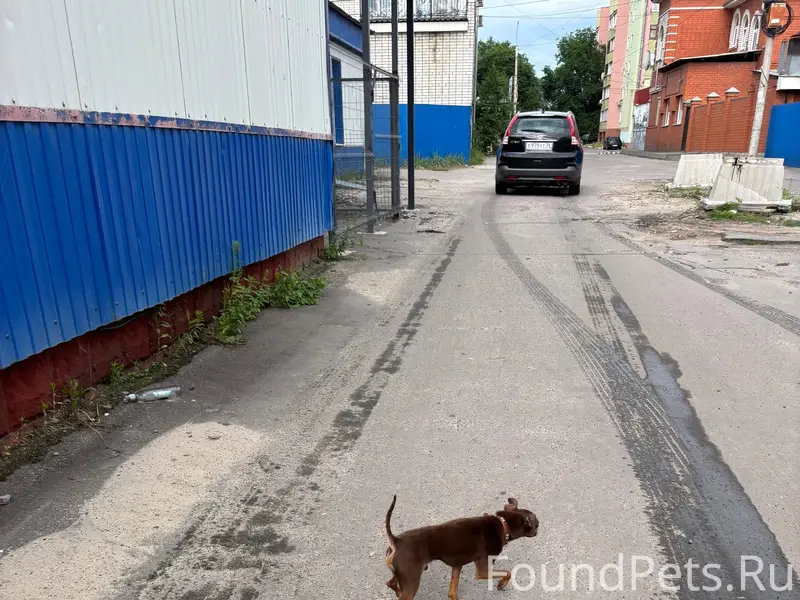Пропал той терьер, район 4 столовой