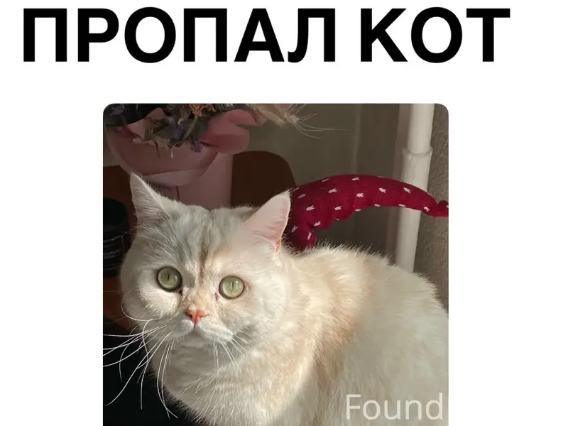 Пропал кот Тимофей