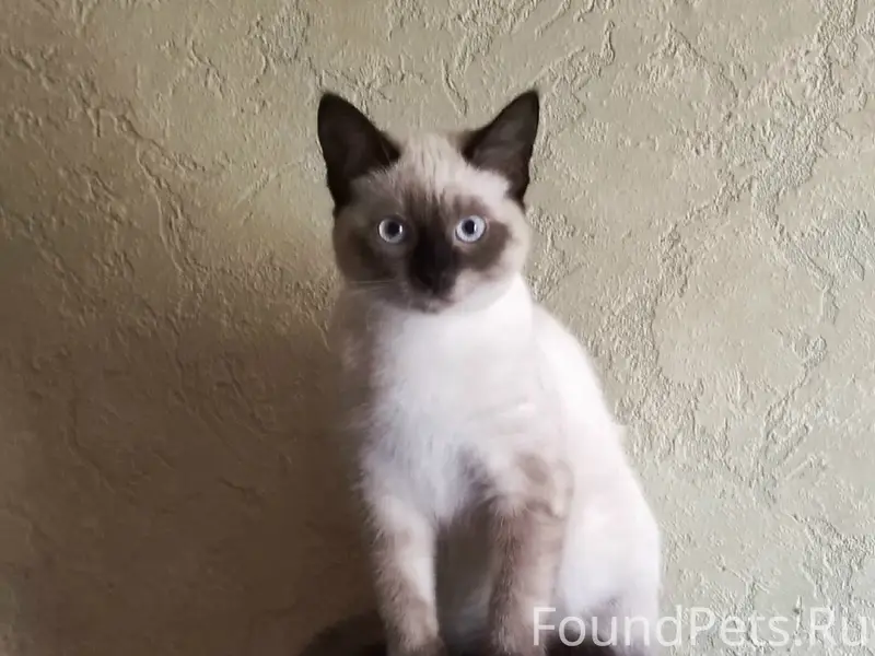 Пропал сиамский кот, район ул. Калинина