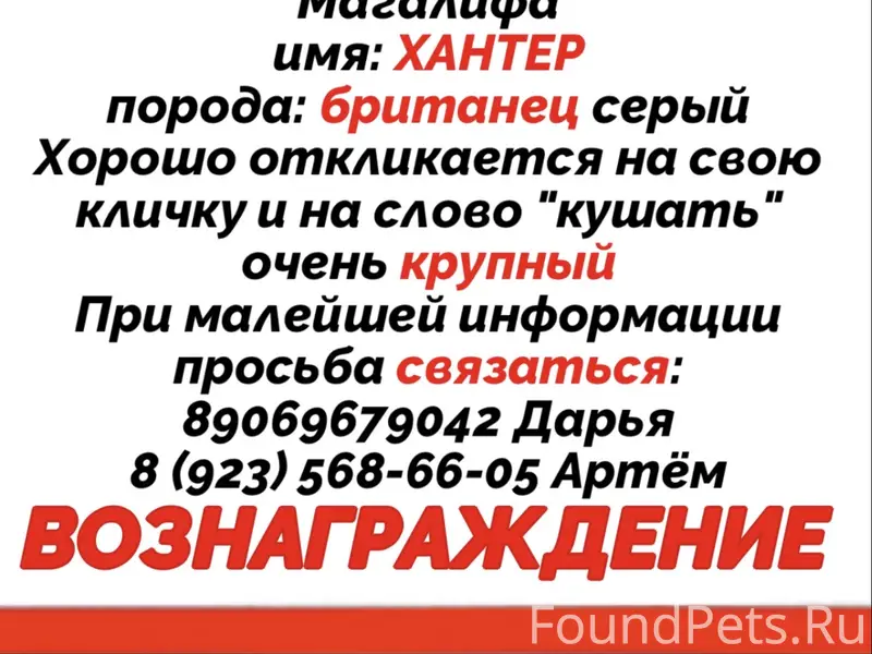 ПРОПАЛ КОТ ХАНТЕР
