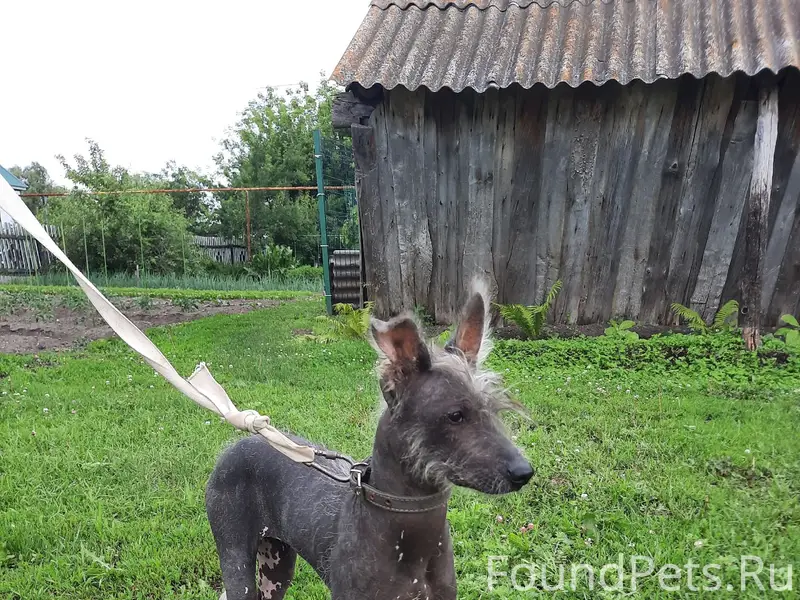 Найден тип собака, село Богородское Вольского района