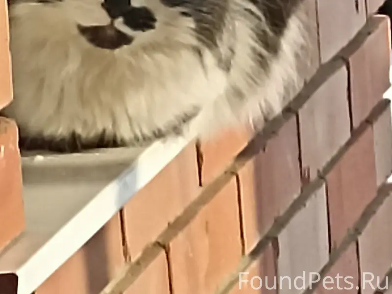 Пропал кот, район 1 школы