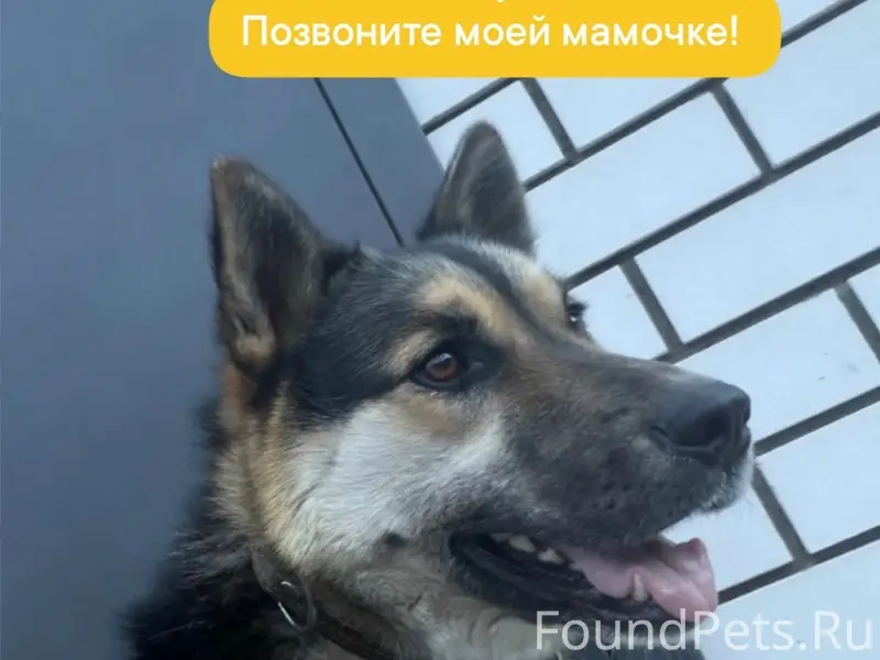 Пропал кобель по кличке Туман, Нижний Новгород